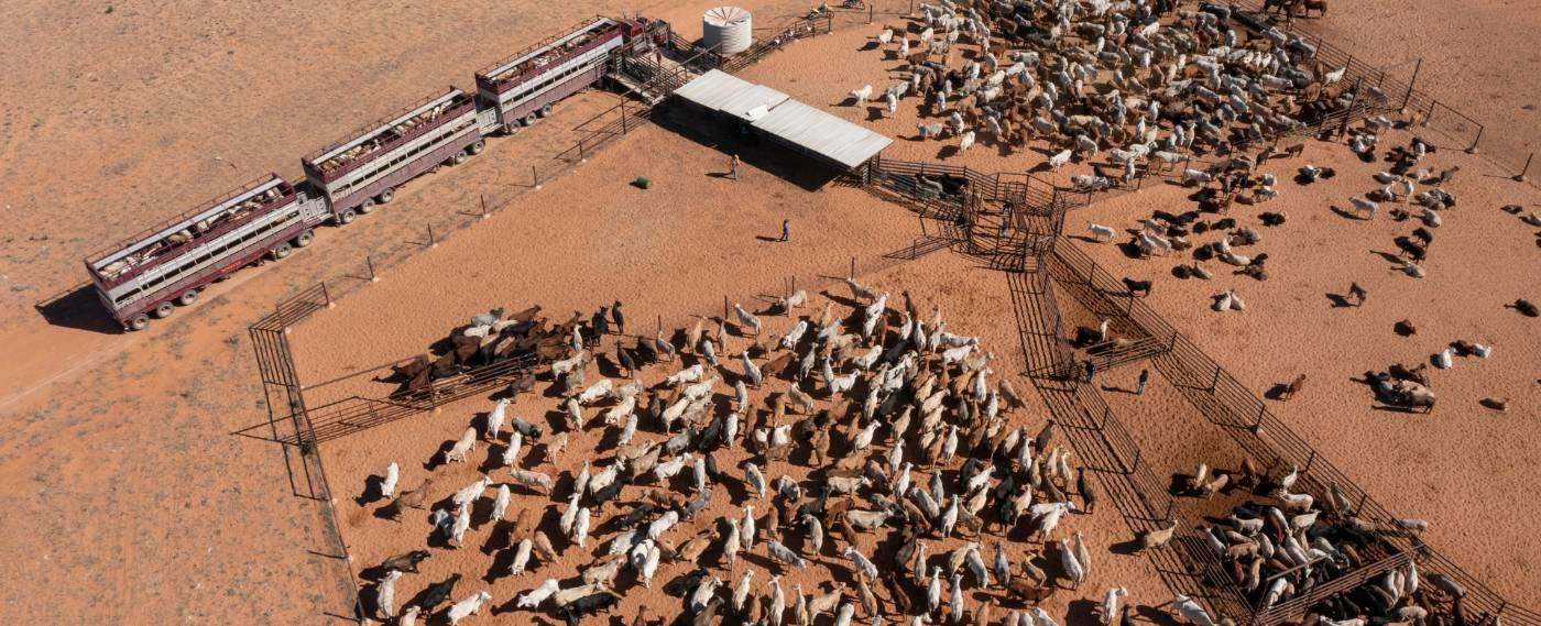 Manejo e transporte de gado em vista aérea